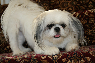 The Pooch Palace - Dexter | Pets | Logo