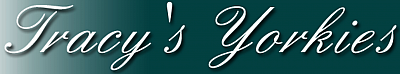 Tracy's Yorkies - Brooklyn | Pets | Logo