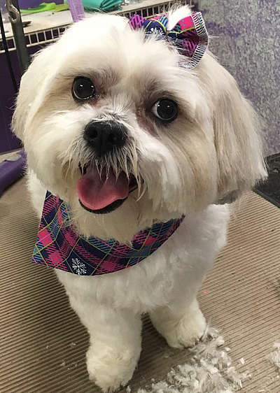 Deltona Happy Tails Pet Grooming - Deltona | Professional Services | Logo