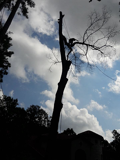 Williams Tree Service, LLC - Conroe | Local Services | Logo