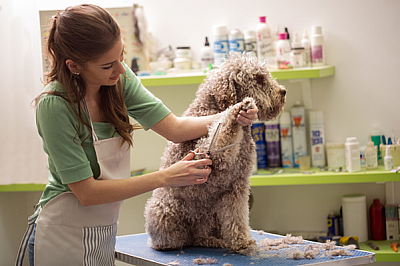 Mr. Groomer - San Jose | Pets | Logo