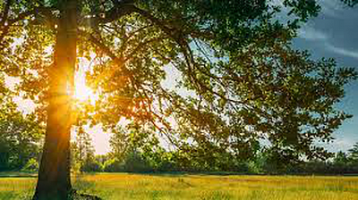 Leo's Tree Service and Concrete - Hot Springs | House & Garden | Logo