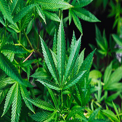 Greenwood Farm CBD Dispensary - Loganville | Doctors & Clinics | Logo