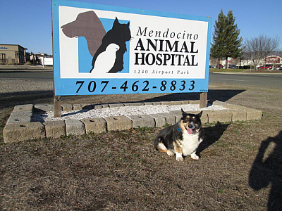 Mendocino Animal Hospital - Ukiah | Pets | Logo
