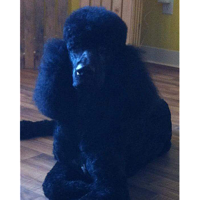 Pupsadaisy - Morganfield | Pets | Logo