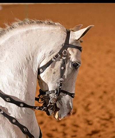 Adamczyk Andalusians Equestrian Center - WEST ALMOND | Retail | Logo