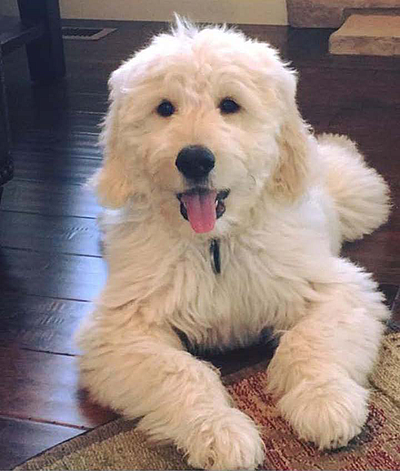 Colorado Doodlebugs - La Salle | Pets | Logo