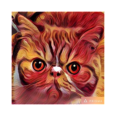 the Spoiled Cat - Portland | Pets | Logo