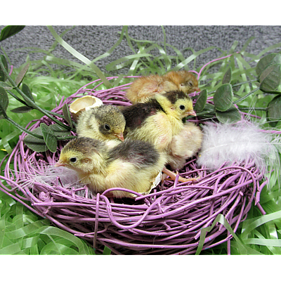 Phil's Best Button Quail - Tucson | Pets | Logo