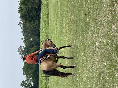 RACHEAL WARD HORSE TRAINING - Lovelady | Attractions | Logo