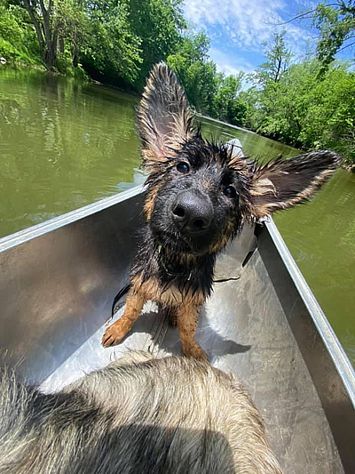 Furry Vacation - Williamsport | Pets | Logo