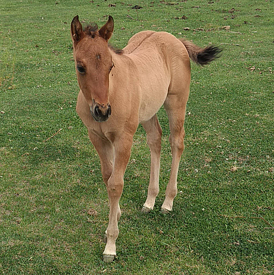 JB Quarterhorse Ranch - Homedale | Attractions | Logo