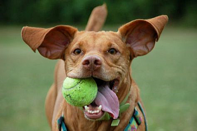 Finger Lakes Dog Park - Beaver Dams | Hotels & Travel | Logo