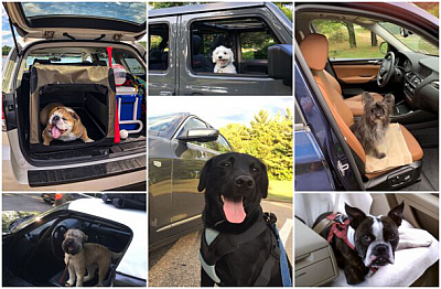Tiffany's pups on wheels - roosevelt | Hotels & Travel | Logo