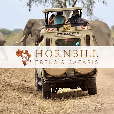 Hornbill African Safaris - Collingswood | Local Services | Logo